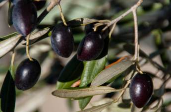 Olives ready to pick Photo by Jocelyn Kinghorn, Flickr