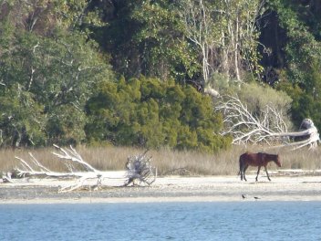 Gypsy Cold - Winter 2010-11 086